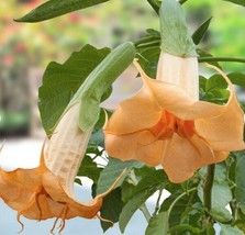 10 Suaveolens Angel Trumpet Seeds Flowers Seed Flower Brugmansia Datura 667 Gard - £11.97 GBP