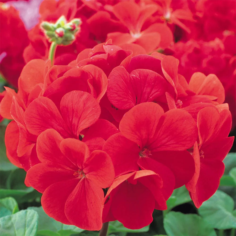 Geranium 10 Seeds Fire Queen - $8.28 CAD