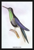 Humming-Bird by Sir William Jardine - Art Print - £17.62 GBP+