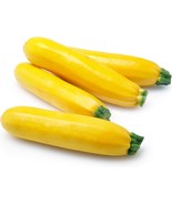 Squash Seeds Golden Zucchini 25 Ct Summer Vegetable NON-GMO - $9.98
