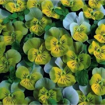 US Seller 35 Miniola Aqua Heart Bi-Color Viola Perennial Flower Seeds Fa... - $14.85