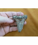 (sr260-12) 2-1/2" Fossil AURICULATUS SHARK TOOTH Silver wired pendant ne... - €130,57 EUR (sr260-12) 2-1/2" Fossil AURICULATUS SHARK TOOTH Silver wired pendant ne... - €130,57 EUR