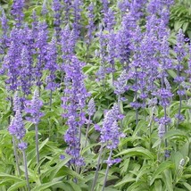 LWSTORE Sage Blue Salvia Perennial Hummingbirds Butterflies Non Gmo 300 Seeds US - £7.75 GBP