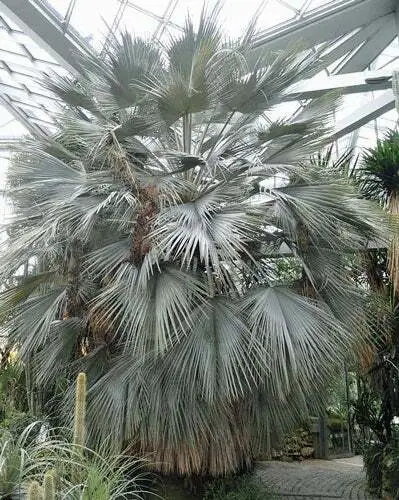 Brahea Armata Blue Hesper Palm Gray Goddess 10 Seeds Garden - £31.30 GBP