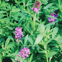 Semilir Alfalfa Cover Crop Seeds Non Gmo Heirloom 1900 Seeds Fast Grow From US - $8.78