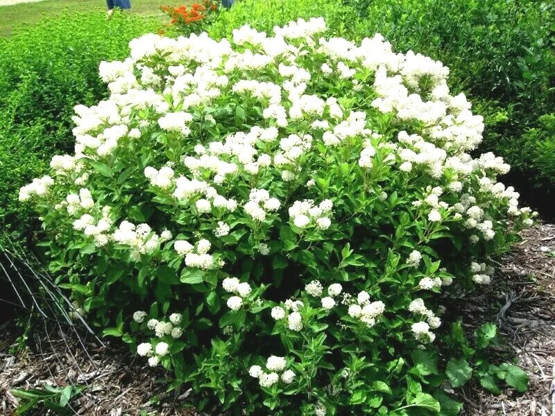 50 NEW JERSEY TEA Seeds Ceanothus americanus Native Wildflower - $8.61 CAD