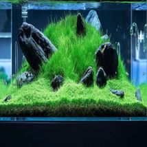 Aquarium Live Plant Decoration Tank Dwarf Baby Tears US Farm TC Cup - £23.30 GBP