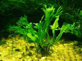 Aquarium Plants Microsorum Windelov Loose Rhizome Java Fern Fresh - £15.66 GBP