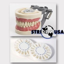 Dental Typodont Om 200 Teaching Model With Extra Set Of Teeth (64 Total Teeth) - £47.95 GBP