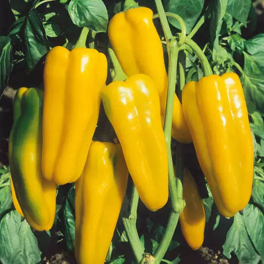 HGBO 50 Seeds Golden Marconi Sweet Pepper Vegetable Garden Non GMO Bulk ... - $8.75