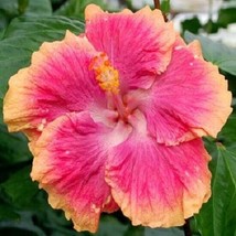 20 Pink Orange Hibiscus Seeds Flowers Flower Seed Perennial Bloom Tropical 10 - £9.86 GBP