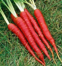 ATOMIC RED CARROT SEEDS 150  DAUCUS CAROTA VEGETABLE NON GMO - £8.98 GBP