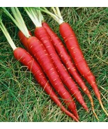 ATOMIC RED CARROT SEEDS 150  DAUCUS CAROTA VEGETABLE NON GMO - £9.07 GBP
