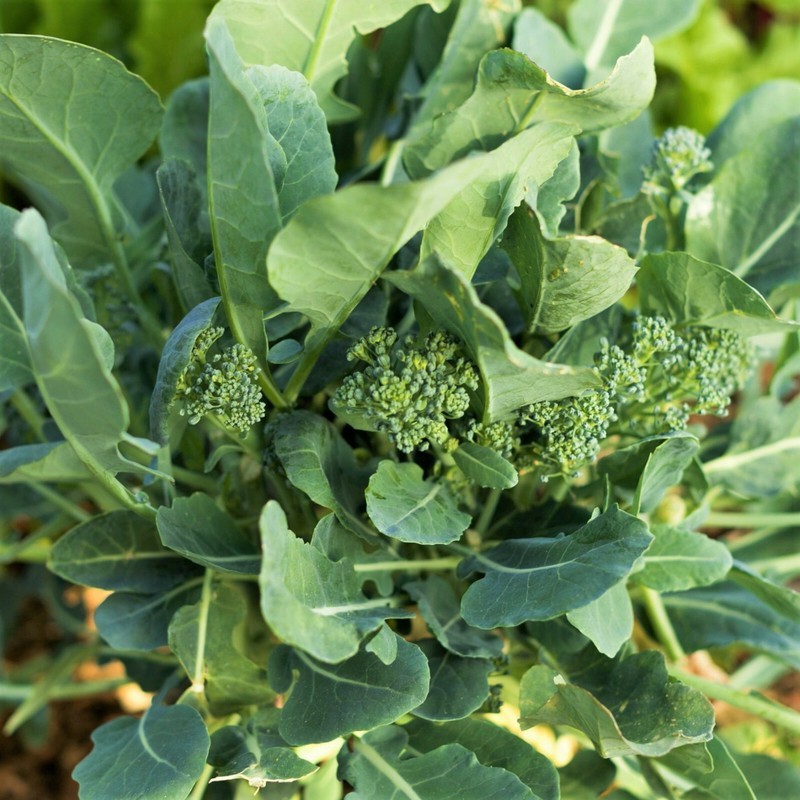 Broccoli Rabe Bulb FMG Broccoli Rabe Seeds Brassica Broccoli Raab Rapini Broccolini Seeds ...