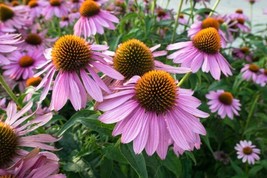 200 Purple Coneflower Seeds | Sale Non Gmo Heirloom - $7.99