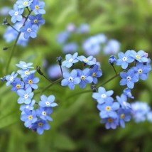 300 SEEDS FORGET ME NOTS BLUE PERENNIAL QUICK SETUP WITH HEIRLOOM SEEDS - £6.38 GBP