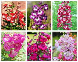 Fresh Seeds 100 Sensation Mix Penstemon Hartwegii Beardtongue Mixed Colors Flowe - £12.87 GBP