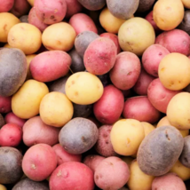 1 Pound 3 Colors Mix Seed Potatoes Seeds #MNTS - £30.05 GBP