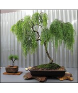 Fast-Growing Dwarf Australian Weeping Willow Bonsai Tree | Indoor/Outdoor - $29.99