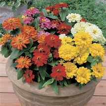 US Seller Zinnia Seeds Zinnia Short Stuff Mix 25 Flower Seeds Fast Shipping - $26.00