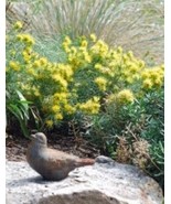 Dwarf Chamisa Small Shrub 10 Seeds Chrysothamnus depressus Rabbitbush Ye... - $11.66 CAD