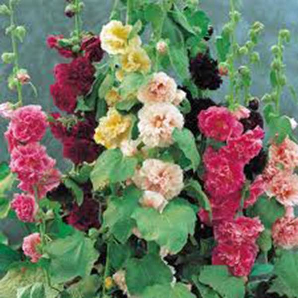 HOLLYHOCK, PINK, RED & YELLOW 25+ SEEDS ORGANIC HEIRLOOM,BEAUTIFUL TALL CLUSTERS