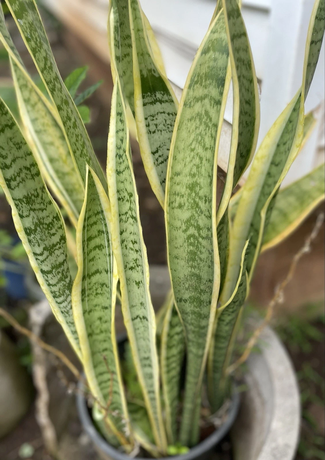 3 Sansevieria Laurentii HAWAII GROWN Starter Leaf CUTTINGS Snake variegated - $18.08