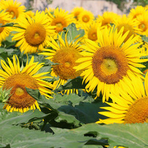 50 Seeds Sunflower F1 Seeds 35cm Tall Flower Seeds - £6.78 GBP