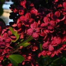 25 Red Lilac Seeds Tree Fragrant Perennial Flower - £7.99 GBP