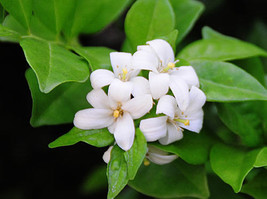 5 Orange Jasmine Seeds-1077 - £3.18 GBP