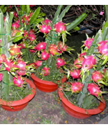 Hai&#39;nan Pink Pitaya Dragon Fruit Cactus Plant, 100 Seeds, bonsai tasty s... - $13.19 CAD