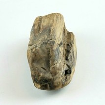 Petrified Wood 2.9 oz, 3” x 1.5" x 1" Wooden Rock Stone Fossil Collectible image 2