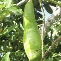 From Us Live Fruit Tree 12”-24” Grafted Avocado Wilson Popenoe TP15 - $125.98