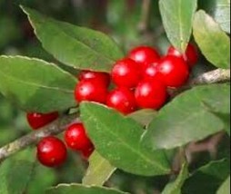 Goodidea 120pcs Ilex vomitoria Yaupon Holly Tree Seeds - £5.72 GBP