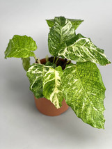 25+ Variegata Calathea Seeds - $9.89