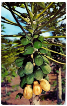Papaia Tree Hawaii Postcard - £7.06 GBP