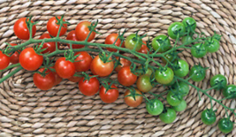 20 Pc Seeds Sugar Lump Cherry Tomato Plant, Tomato Seeds for Planting | RK - £14.87 GBP