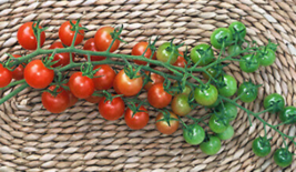 20 Pc Seeds Sugar Lump Cherry Tomato Plant, Tomato Seeds for Planting | RK - $18.90