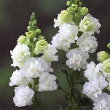 USA SELLER Floral Arrangements 50 Snapdragon Seeds Snapdragon Legend White Great - $19.21