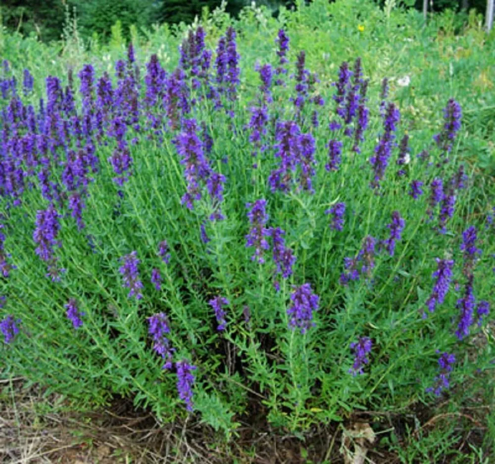 Hyssop Common Herb NON GMO 500 Seeds - $9.60