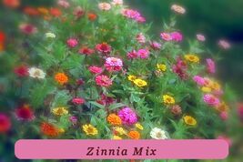 170 Seeds Zinnia Pompon Pumila Mix Zinnia Usa Healthy Growth - $38.54 MXN