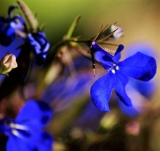 TKBONStore 190 Seeds Electric Blue Lobelia Monsoon FlowerA - £7.18 GBP