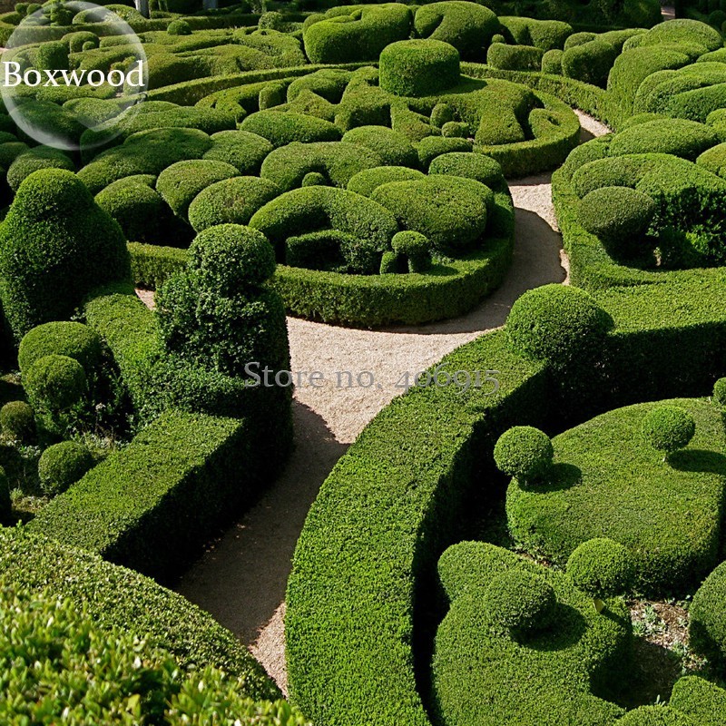 Evergreen Ornamental Boxwood Shrub Green Tree Improve The Environment E3... - $14.90