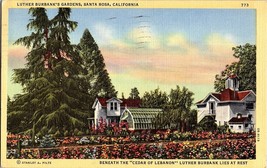 Vintage Postcard Luther Burbanks Gardens Santa Rosa California Beneath the Cedar - £2.35 GBP