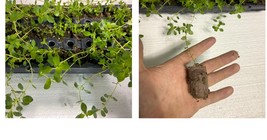 Starter Plant Plug | Thymus vulgaris | French thyme | Live Plant - £27.10 GBP