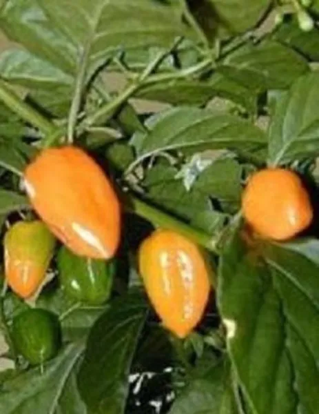 Habanero Hot Pepper Chilli Mild Chile Aji 50 Seeds Fresh Garden - $17.98