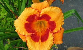 8 You Are My Sunshine Daylily Seeds Hemerocallis You Are My Sunshine USA Seller - $10.80