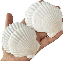 Sea Shells for Crafts Decoration Crafting 2&#39;&#39;-3&#39;&#39; White Scallop Shells NEW - £18.73 GBP
