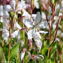 GAURA LINDHEIMERI SEEDS 25 WHITE FLOWER WILDFLOWER PERRENIAL - £9.15 GBP