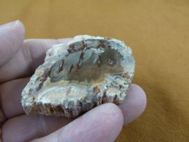 R805-23) genuine fossil Petrified Wood slice specimen Madagascar organic... - $14.95